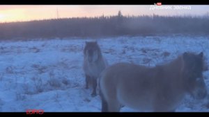 БЭРКЭ 3 часть. Волчья метка.