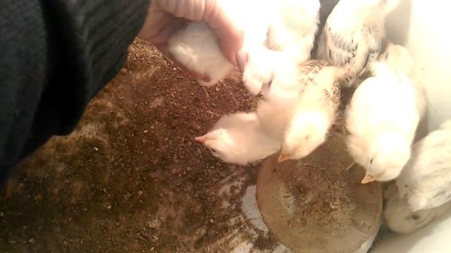 Определяем пол цыплят. смотреть онлайн