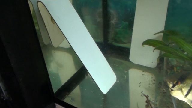 Сажаем три вида рыбок на нерест | Скалярии. Данио ГлоФиш. Коридорас золотистый. смотреть онлайн