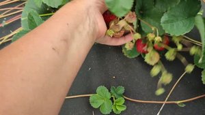 Клубника #Мице Шиндлер - нежная, с малиновым привкусом