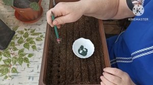 Сибирь. Сеем на рассаду лук Эксибишен.