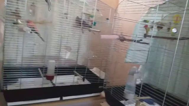 Розовобрюхие попугайчики. Выпускаю на прогулку.