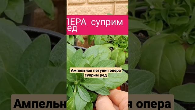 ПРЕКРАСНОЕ РАЗВИТИЕ У ПЕТУНИИ ОПЕРА СУПРИМ РЕД.