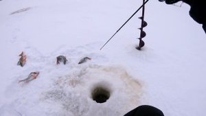 Утренняя раздача крупного окуня. Ловля окуня на блесну зимой. Зимняя рыбалка на окуня.Ильмень 2021