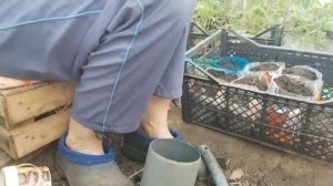 Как я делаю стаканчики для рассады.