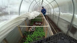 Температурный режим при выращивании рассады