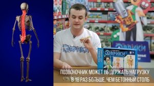 Скелет человека. Строение скелета человека | ЭВРИКИ