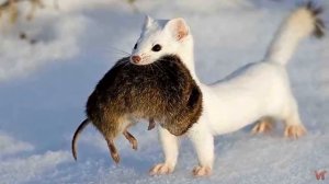Ласка. Самый кровожадный убийца