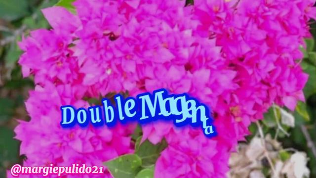 BOUGAINVILLEA DOUBLE PETALS/AMAZING BOUGAINVILLEA FLOWERS @margiepulido21 смотреть онлайн