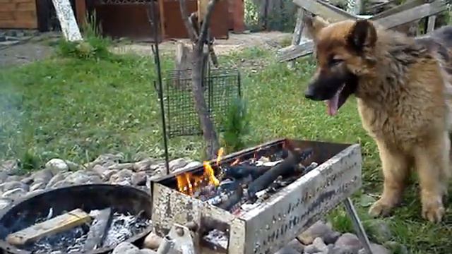 Неординарное поведение собаки