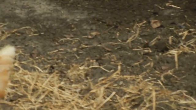 Как приучить молодых кур к старым ?Поделитесь советом. смотреть онлайн