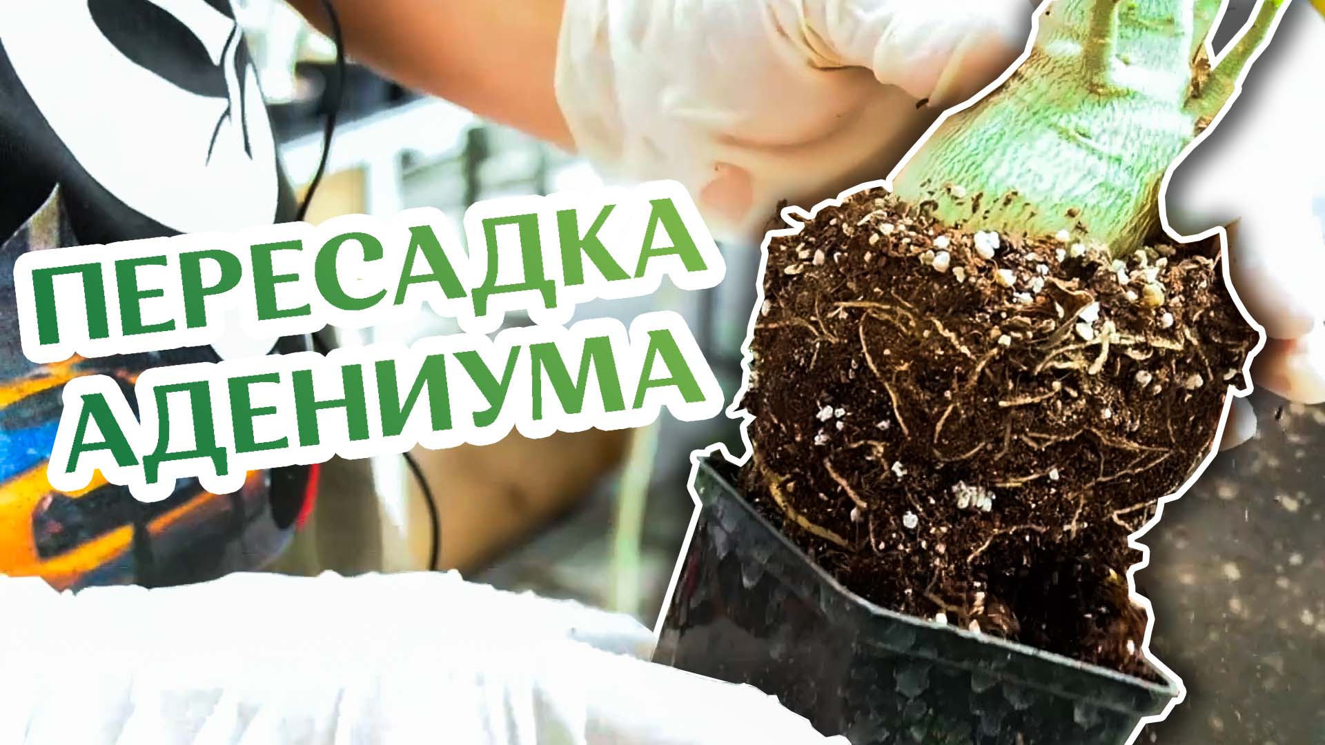 Как Пересадить Адениум!