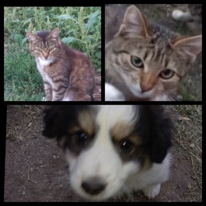 Кот Ходорковский, котенок Гарик и щенок Трофимыч.