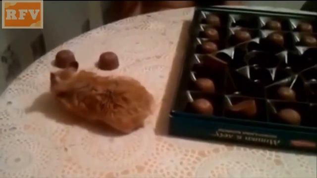 смешные ролики про детей и животных смотреть онлайн