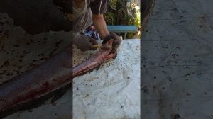 #змейголов Как разделать змейголову на филе.