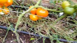 Томат Золушка оранжевая