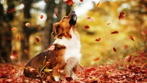 462 Маршал Александр & Любаша - Это осень