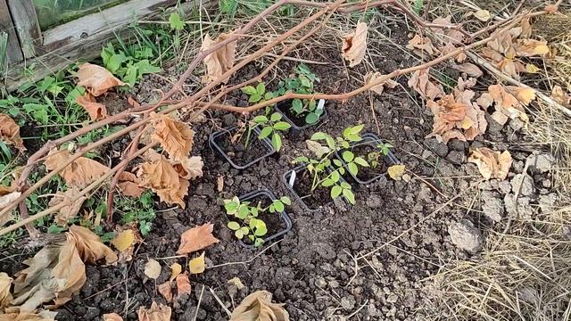 Укрытие черенков роз на зиму!