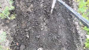 Посадка черной редьки в открытый грунт семенами