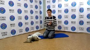 Щенки: Померанский шпиц и Джек рассел терьер