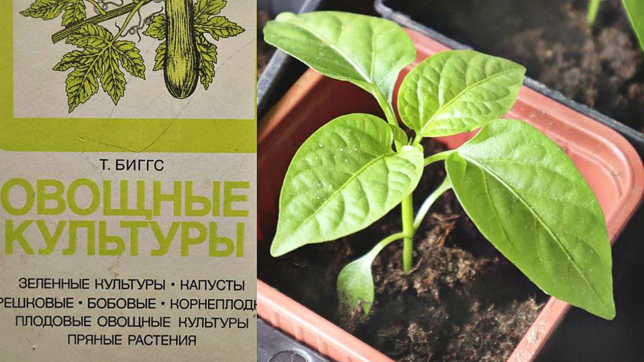Золотой совет из Советской книги! Вычитала огромный секрет коренастой рассады!