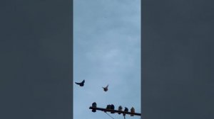 Николаевские голуби город Запорожье часть 1