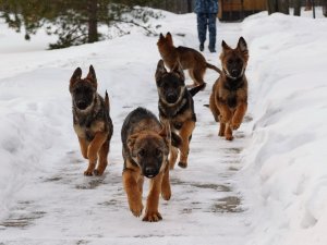 ГТРК. Пермские щенки будут нести службу в Марий Эл