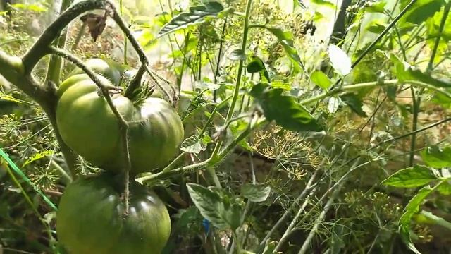 томат зелёное яблоко 31.07.2022 смотреть онлайн