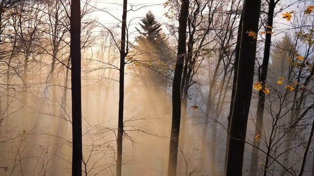 #Пастернак "Свеча горела.." Борис Пастернак смотреть онлайн