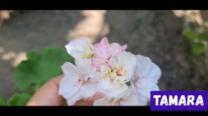 Пеларгонии в открытом грунте 2021