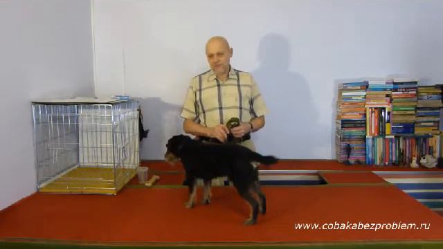 Как научить собаку. Обучающий алгоритм смотреть онлайн