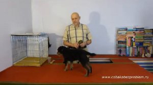 Как научить собаку. Обучающий алгоритм