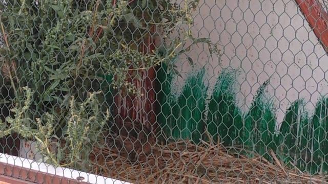 Птицы едят последние молочные дикоросы и тлю. Ноябрь. смотреть онлайн