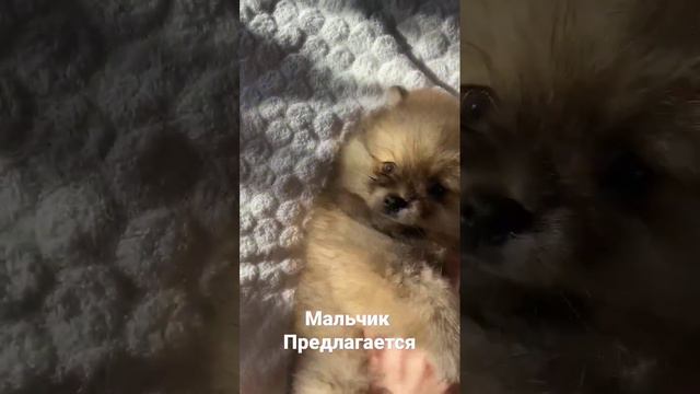 шпиц#померанский##щенок шпиц