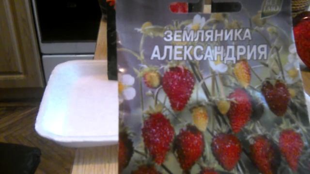 Инжир (Фиговое дерево). Выращивание из семян дома. смотреть онлайн