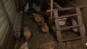 БАКТЕРИИ В КУРЯТНИК ЛЕЖАНКА-ТЕПЛЯНКА