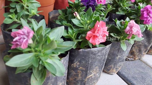 Petunia double Petals NEW collection | Double Petals | Petunia Malayalam | Petunia care смотреть онлайн