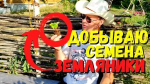 Как заготовить семена земляники / В магазине больше не покупаю #26