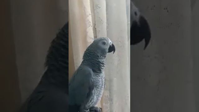 серый Попугай...огрызается на замечание...