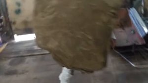 Груша неваляшка в домашних условиях