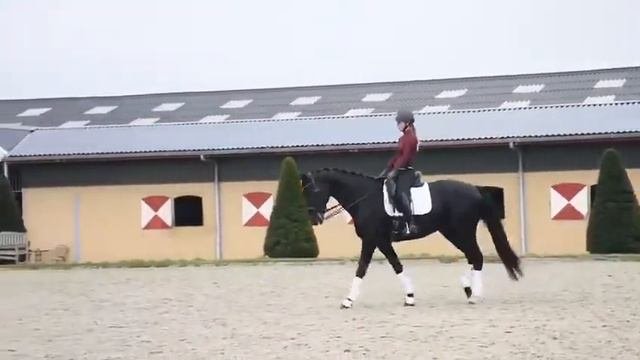 SOLD! Donovan 08 продажа лошадей Нидерланды