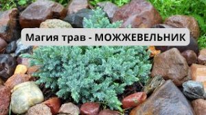 Магия трав -  МОЖЖЕВЕЛЬНИК.
