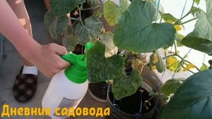 КАК ИЗБАВИТЬСЯ ОТ МУЧНИСТОЙ РОСЫ НА ОГУРЦАХ С ПОМОЩЬЮ МОЛОКА И МЫЛА!