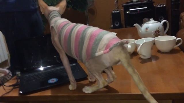 Сфинкс. Молодой но смелый в чужом доме). Животные Крис