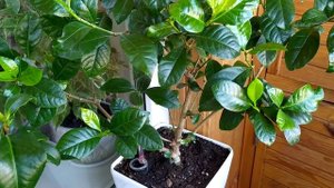 Гардения (Gardenia), мой уход