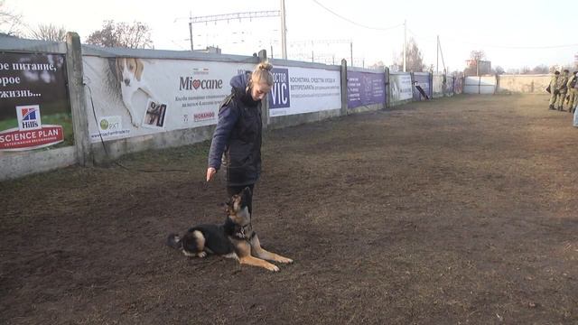 В Гомеле проходит семинар для кинологов правоохранительных ведомств смотреть онлайн