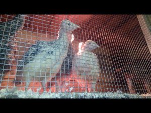 Выращивание индюков зимой. Индюшатам полтора месяца.