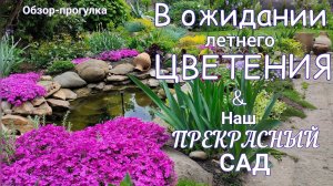 Прогулка по САДУ 4 июня . Пришло тепло / всё растёт / розы , гортензии совсем скоро порадуют.