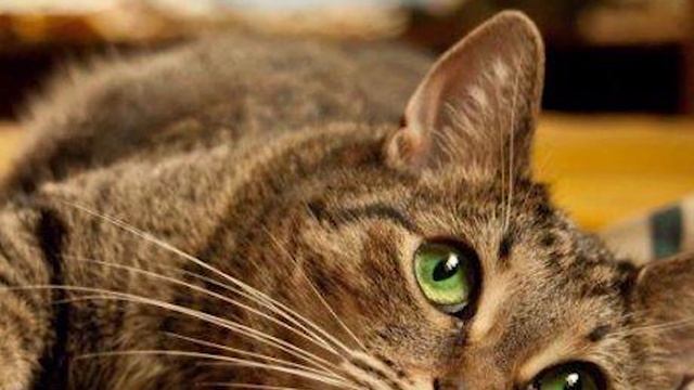 Самая старая кошка в мире. Чем кормить кошку в домашних условиях. Интересные факты о кошках смотреть онлайн