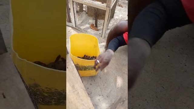 Не каждому удаётся увидеть такое в своей жизни! Рождение маленьких черепашек, Шри-Ланка смотреть онлайн